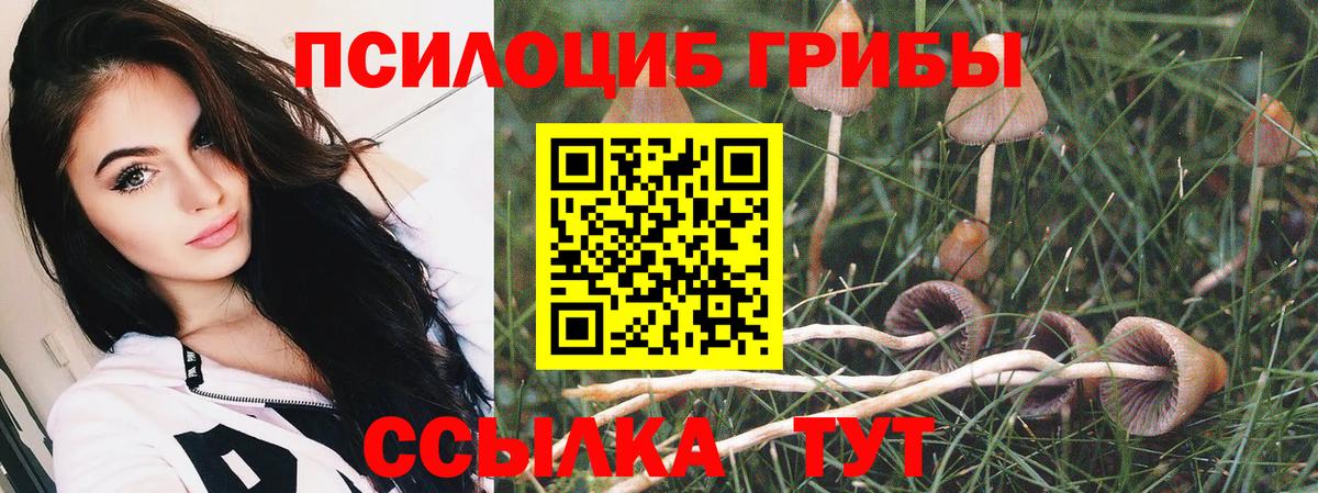 Псилоцибиновые грибы Psilocybe Вышний Волочёк